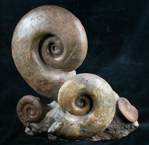 Lytoceras Ammonite Sculpture - Tall #7986